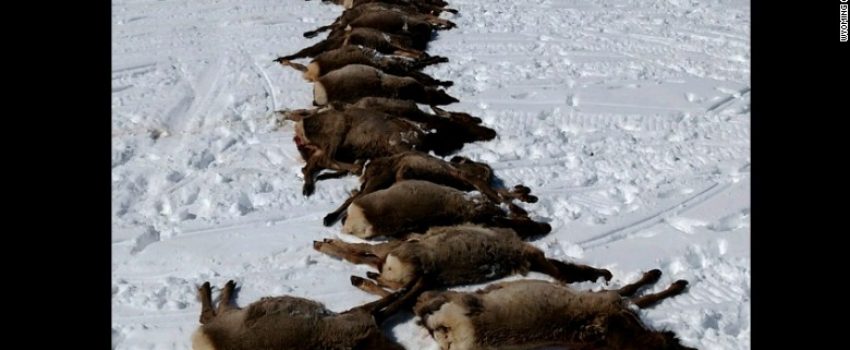 160325214417-wyoming-elk-slaughter-exlarge-169