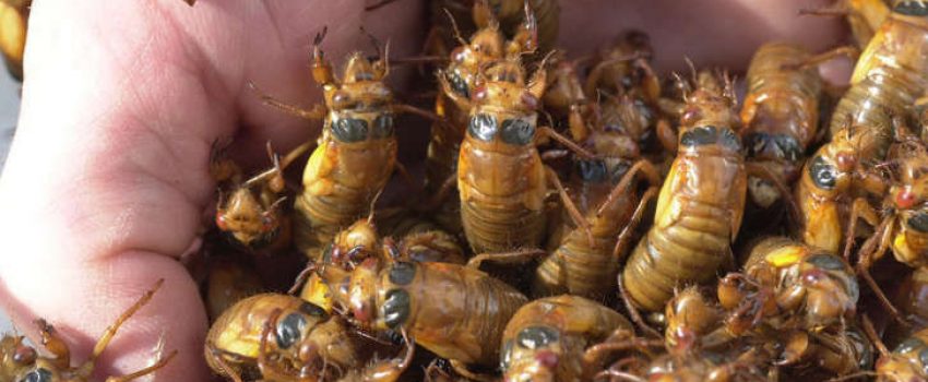 These Cicada are four years early.