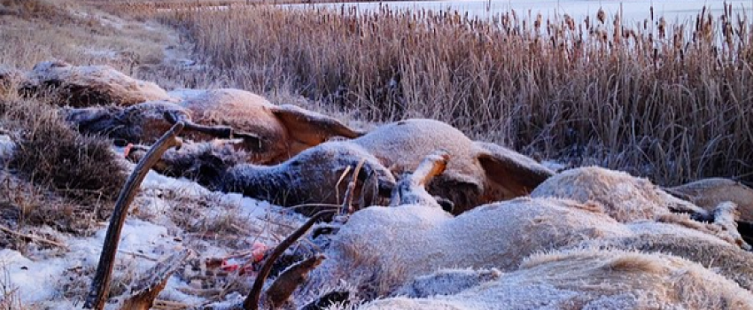 This elk herd had a tragic interaction with ice.