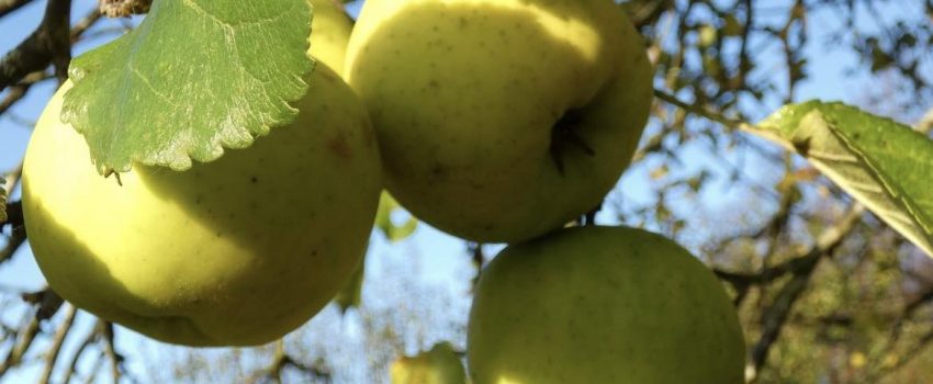 431572670_1786026038570063_5381297562477724419_n