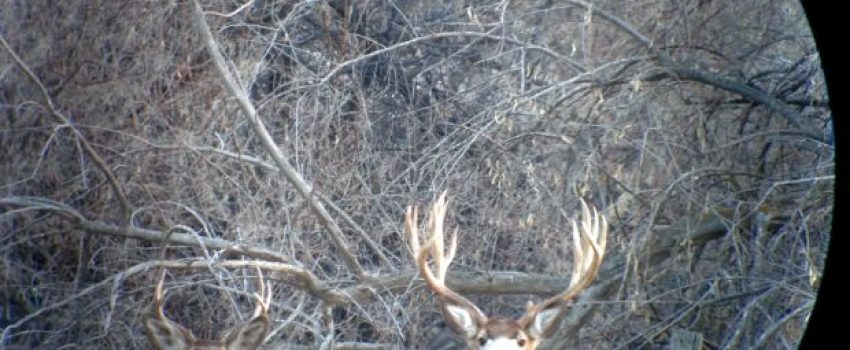 Was this magnificent mule deer buck poached? If so, local residents will offer a reward for essential info.