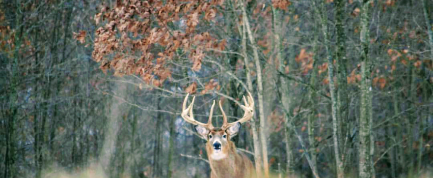 59937932_447940949309099_1583306171450654720_n