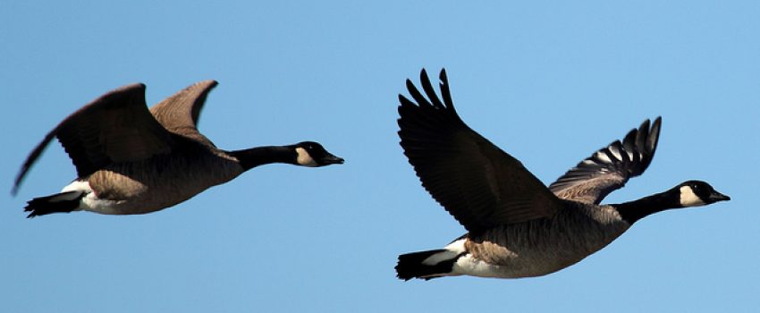 Pennsylvania offers great late-season duck and goose hunting.