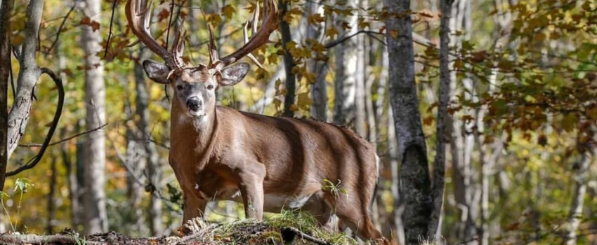 66116208_487259332041493_4558876483535241216_n