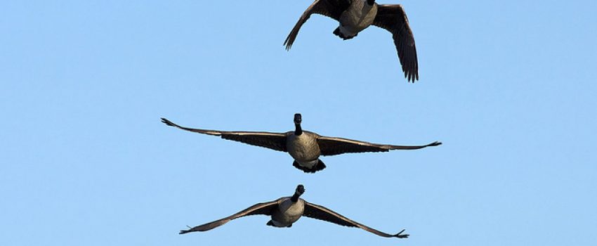 8012666040_761b02951e_z[1]