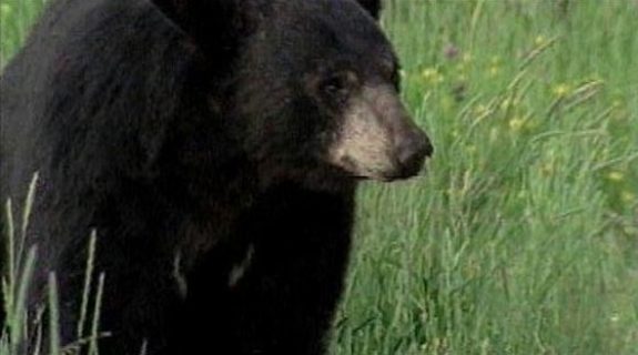 West Virginia has a large black bear population and plenty of public land to hunt them.