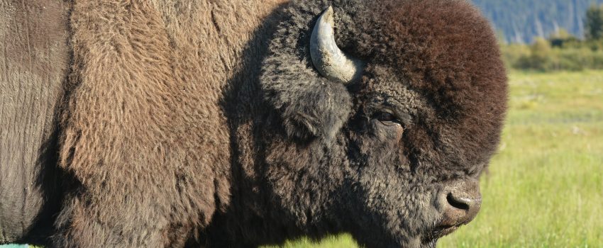 The American Bison (buffalo) is an outstanding trophy and can be hunted, free roaming, in Arizona.
