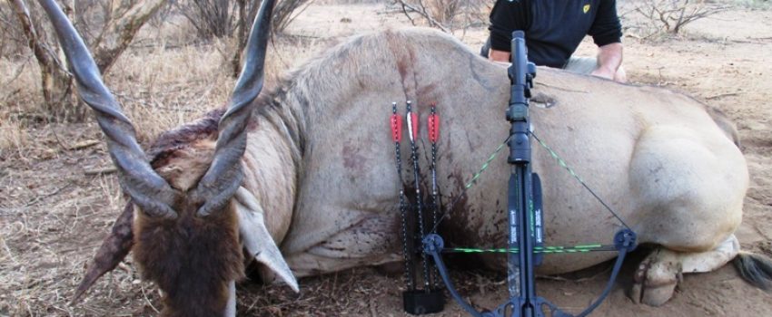 Don Wilson took this giant Livingston Eland with a single shot from a Horton crossbow, getting 20 inches of penetration.