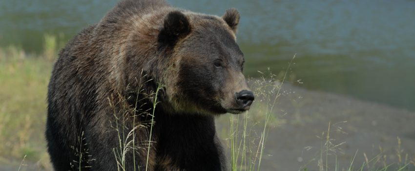 Alaska Bear one 035 - Copy