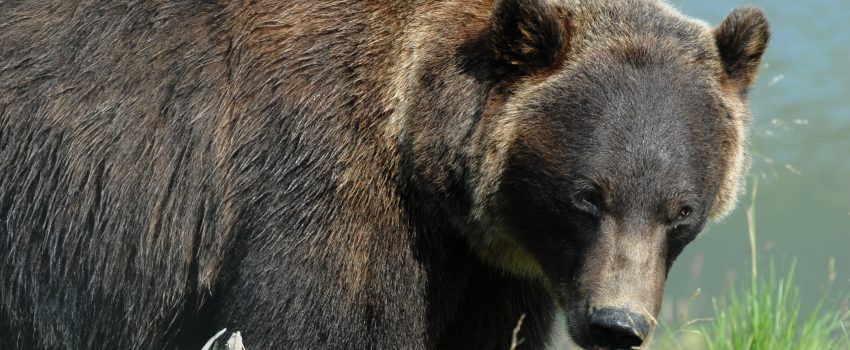 Alaska Bear one 049 - Copy - Copy