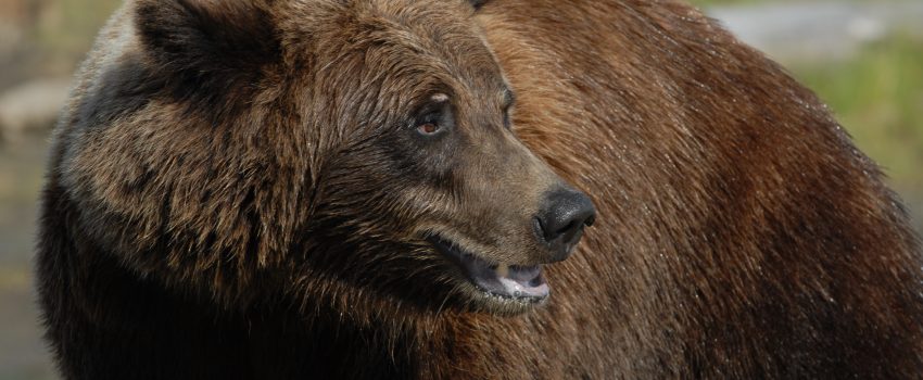 Alaska Bear one 090 - Copy