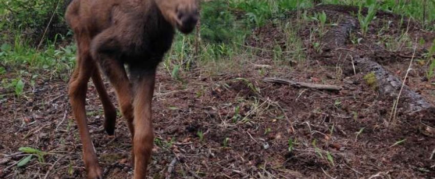When a Montana man rescued this moose calf and called game officials, he thought they would save it.  Quite the opposite occurred.