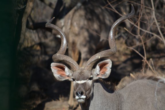 African plains game is the perfect test of gear for North American gear.