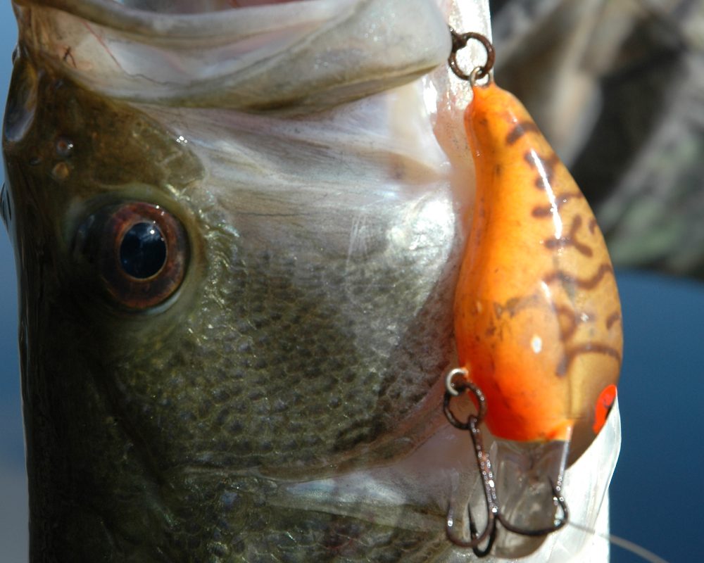 Cover for bait fish helps to hold bigger fish.