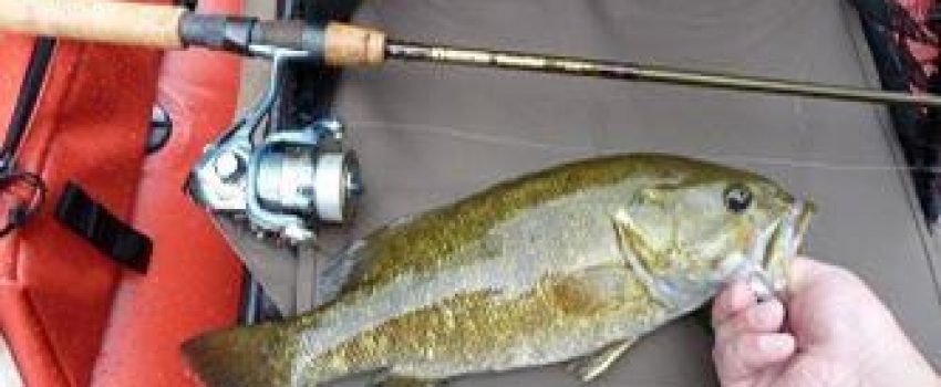 Bass Photo by Kentucky Department of Fish and Wildlife Resources