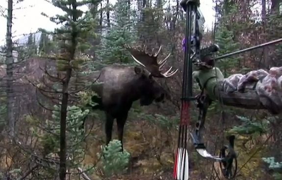 Bowhunting-Moose