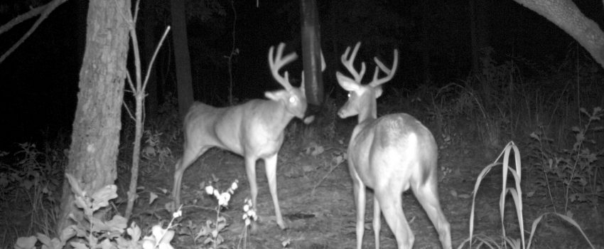 Buck Bag Double Buck