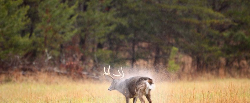 Buck-shaking-off-water-during-rain-storm