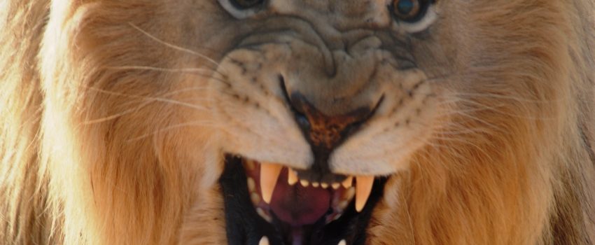 If dangerous game is your quest, the SCI Convention, February 5-9,  is the place and time to book the hunt.