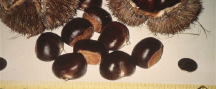 Chestnuts
