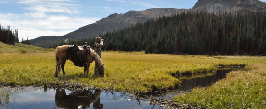 Colorado Elk 2010 054