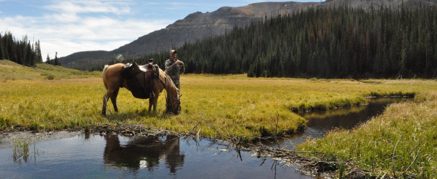 Colorado Elk 2010 058