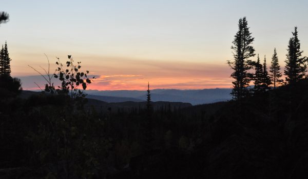 Colorado Elk 2010 503