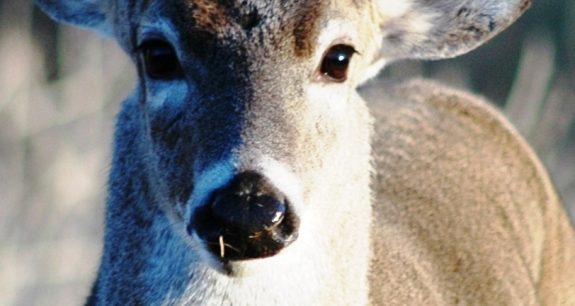 Deer with toothpick in its mouth.