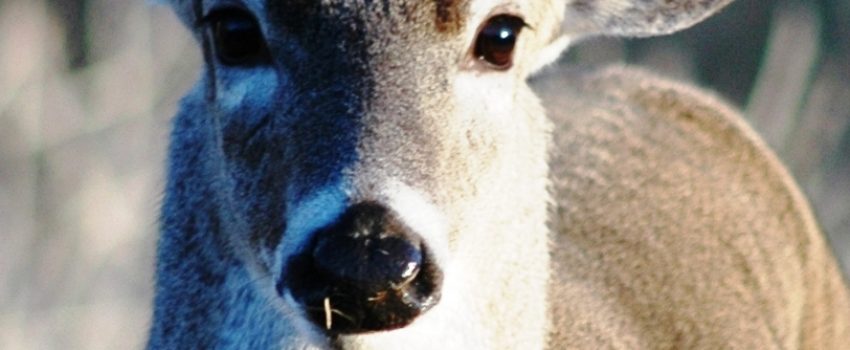 Deer with toothpick in its mouth.