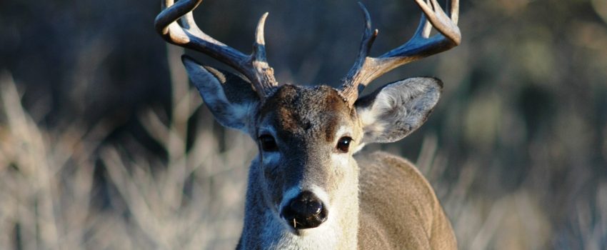 Deer antlers create fascination in hunters and nature lovers alike.  Here are some facts you probably didn't know.