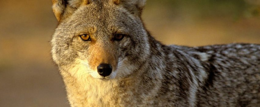 The iHunt app assures that you always have a coyote caller when you need one.