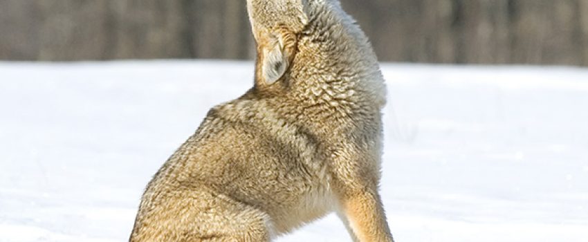 Coyote1 Photo by Nevada Department of Wildlife