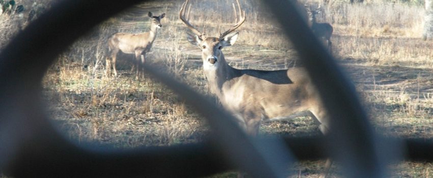 Deer 06 140
