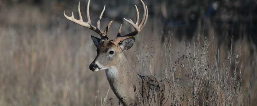 Will the noise and commotion from habitat work chase deer away?