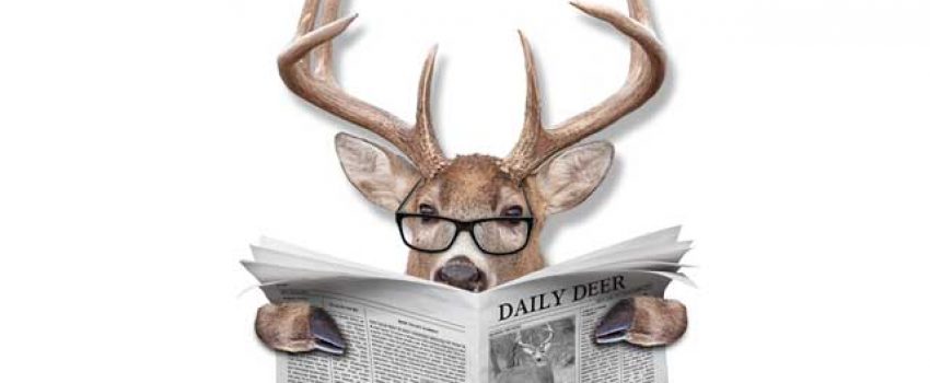 Whitetail deer have jumped into horse races and seem to want in on the action.