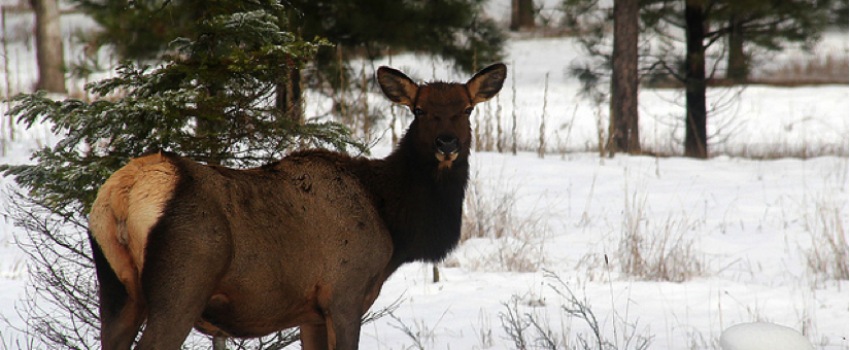 An elk in Northwest Montana