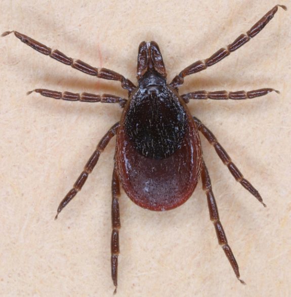 Ticks are far more than an outdoor naissance and carry serious diseases.