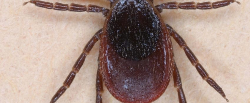 Ticks often carry diseases and must be removed with care.