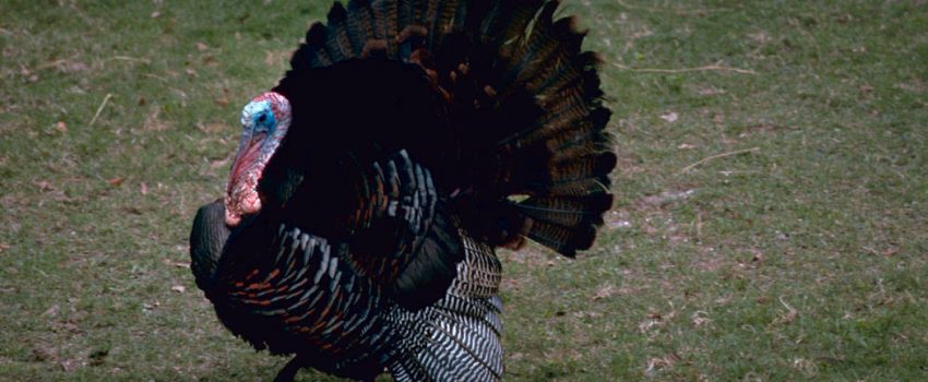 Eastern_Wild_Turkey USFWS, Photo by Gary M. Stolz