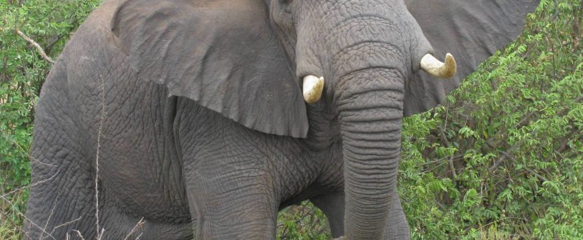 Elephant-elephants-28788760-2560-2403