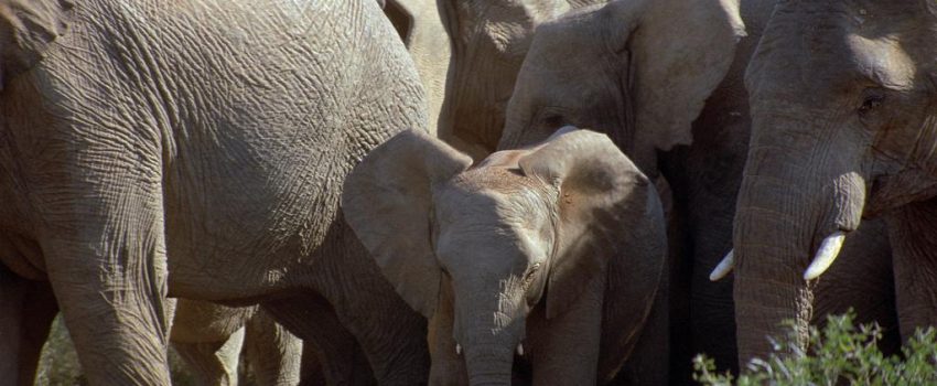 Elephant9