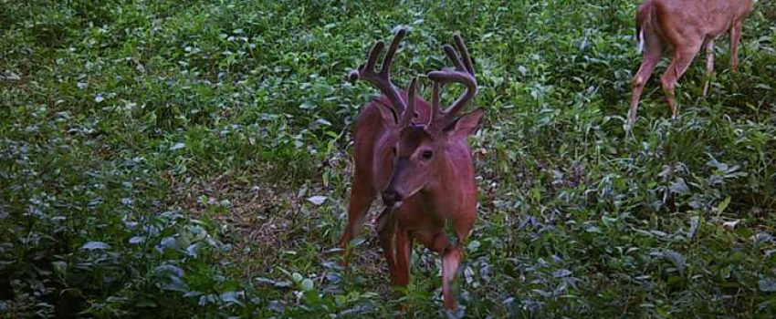 FB_IMG_1532486187952