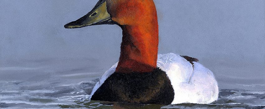 Federal Junior Duck Stamp Art by Madison Grimm Courtesy of USFWS