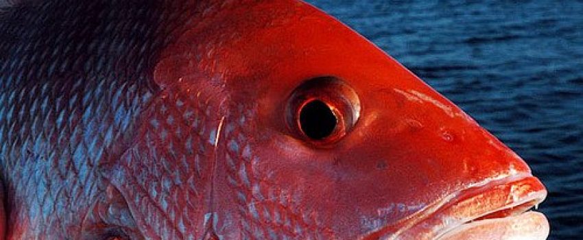 Fish Photo by Louisiana Department of Wildlife and Fisheries