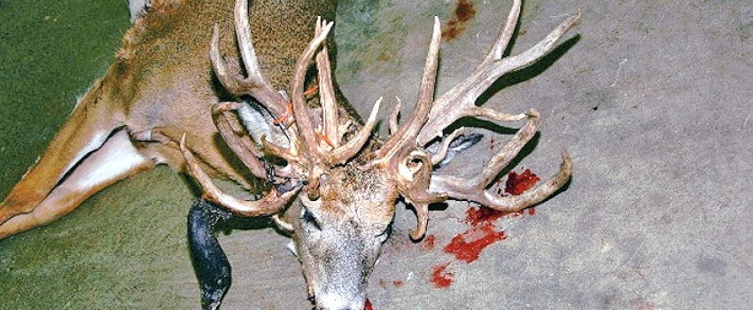 GF30pointdoe_121311A