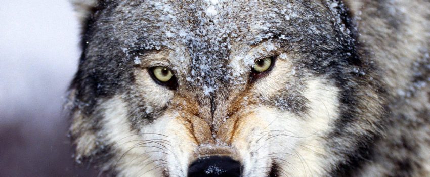 If you enjoy the predator-prey aspect of nature, you'll like these real-life clips.