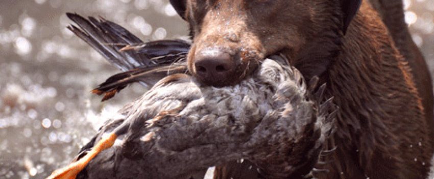 HUnting dog Photo by Smokin Gun Dogs