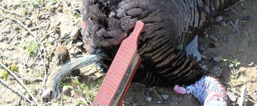The Wicked box call from Zink worked like a charm on this nice Kentucky longbeard.