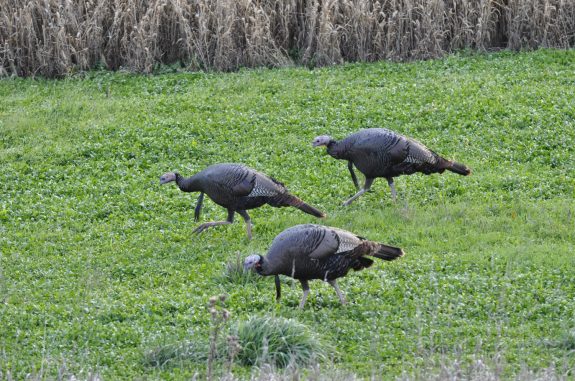 illinois-10pt-deer-12-319