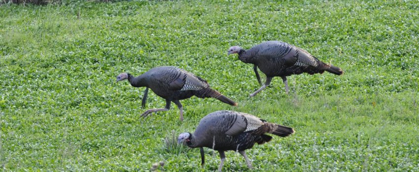 illinois-10pt-deer-12-319